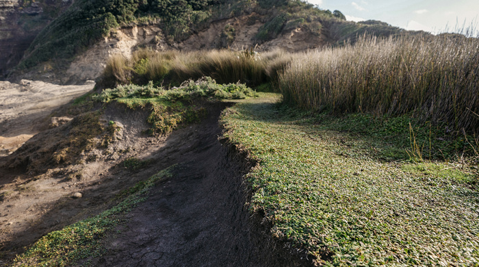 Turf bordering on sandy dunes with tall grass in the background.