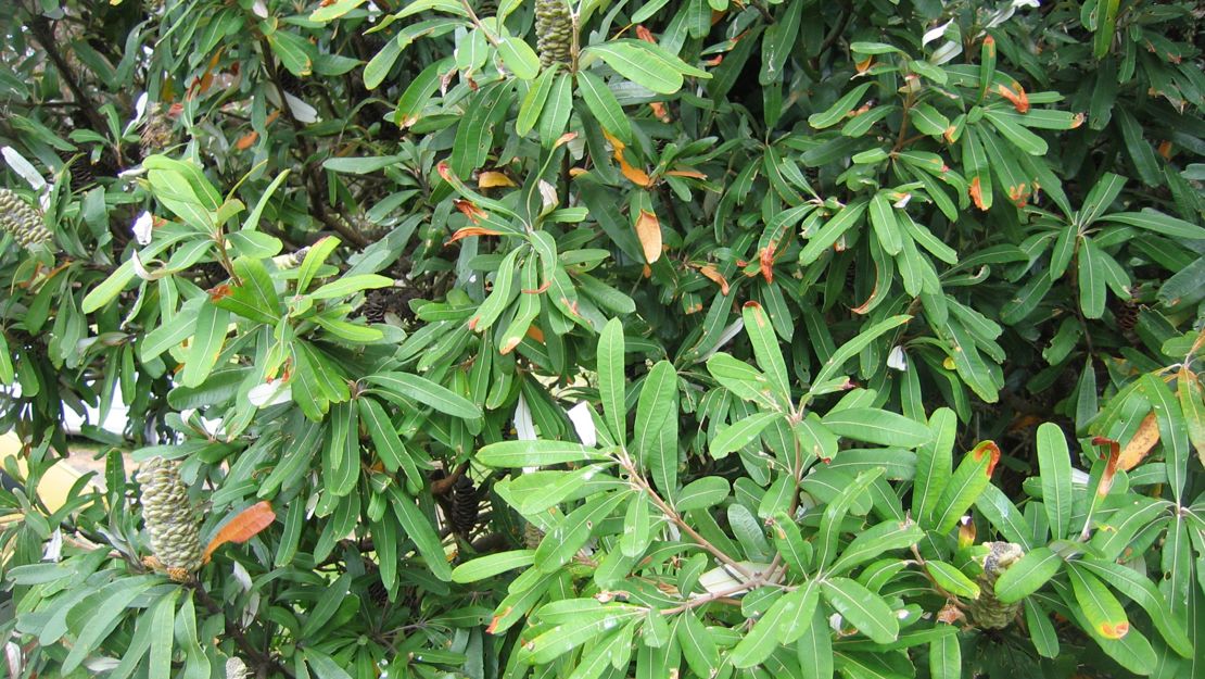 Coast banksia tree with oval leaves.