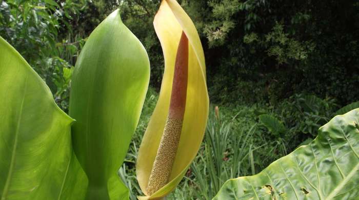 Close up of a large elephant's ear flower.