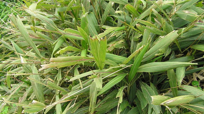 Palm grass with dried leaves.