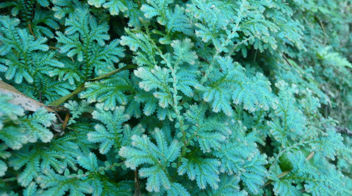 Selaginella unciniata.