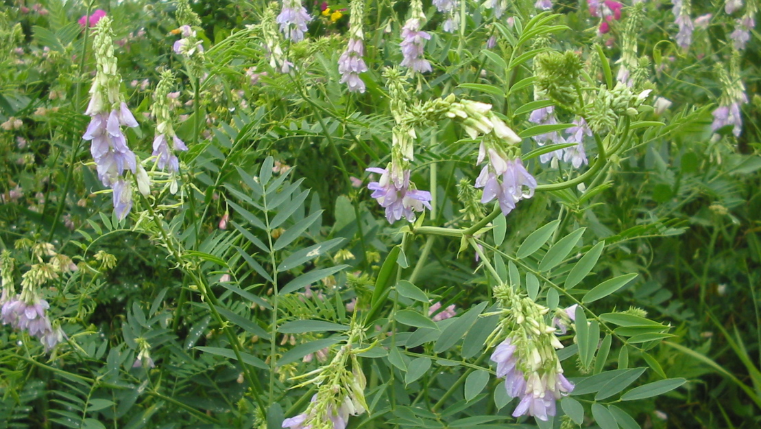 Goat's rue growing wild.