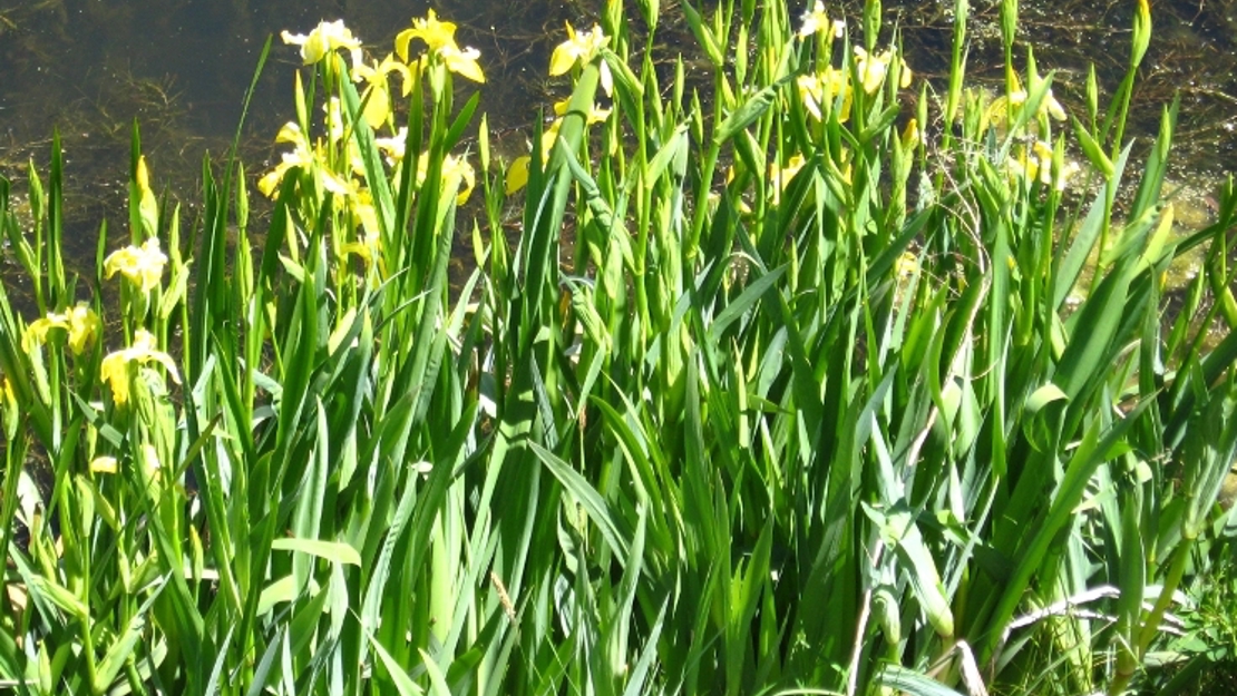 Yellow Flag Iris growing on the side of a water body.