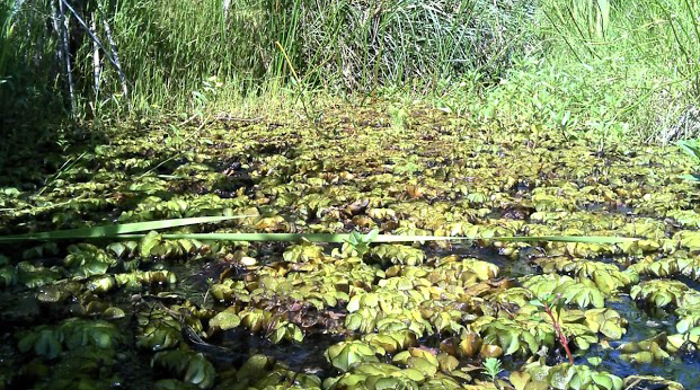 Salvinia on water surrounded by tall reeds.