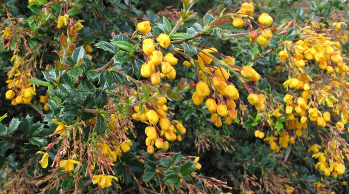 Close up of flower buds of Darwin's barberry.