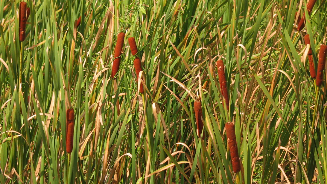 Great reedmace in wetland showing brown flowers.