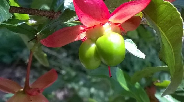 Close up of Mickey Mouse fruit.