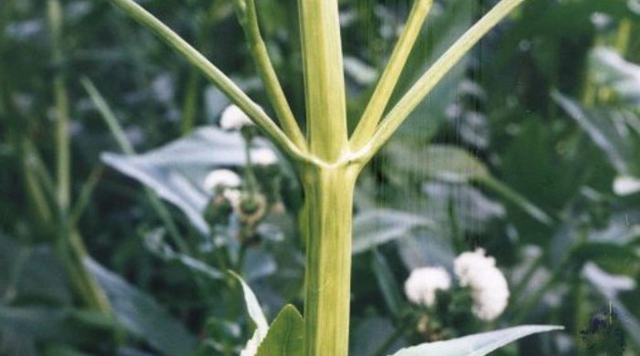 Senegal tea stem.