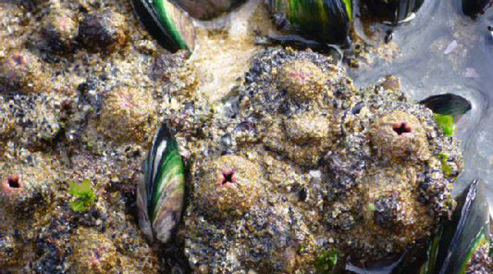 Pyura sea squirts with small red cross shaped holes and a scattering of clams.
