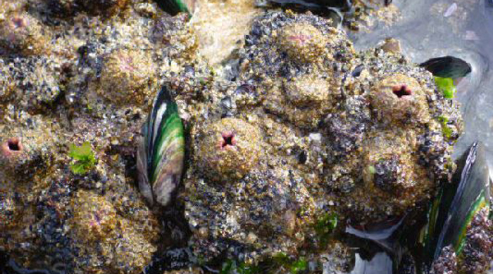 Pyura sea squirts with small red cross shaped holes and a scattering of clams.