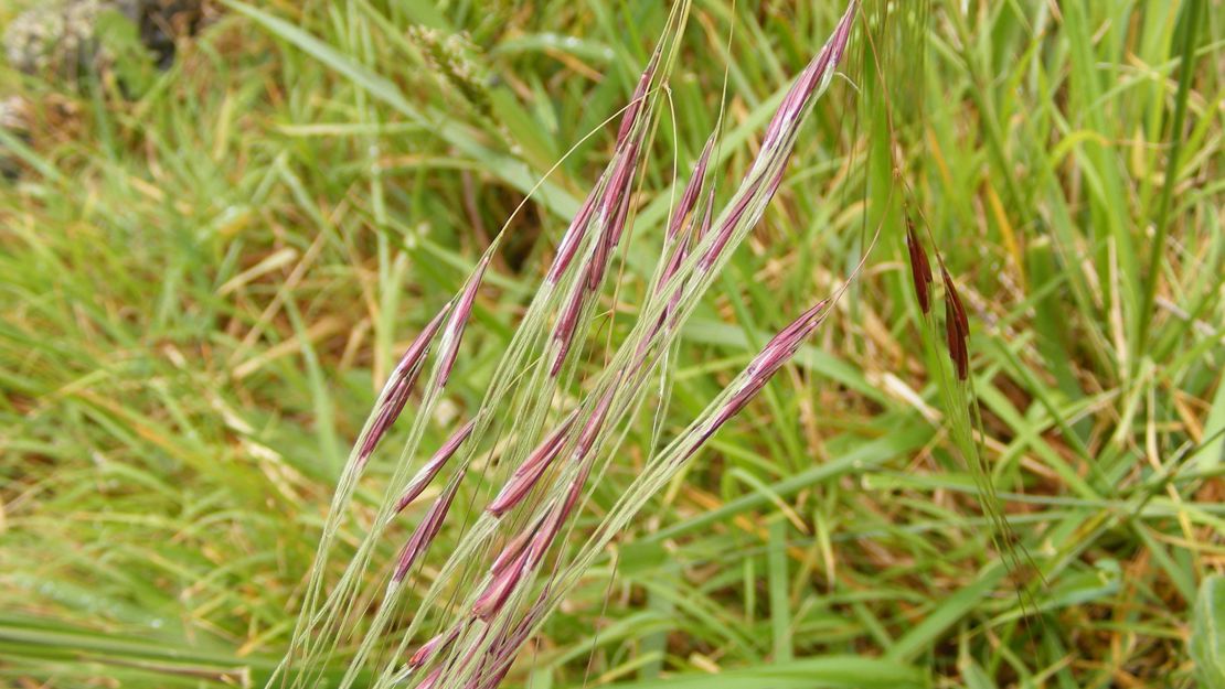 Close up of Chilean needle grass seeds.