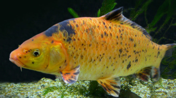 A flat koi carp in an aquarium.