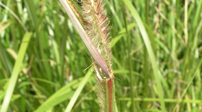 A close up of a flowerhead of the African feather grass.