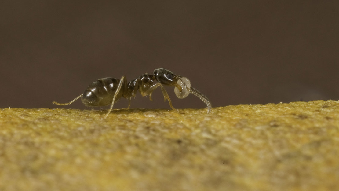 A side on view of Darwin's ant carrying a tidbit in its pincers.