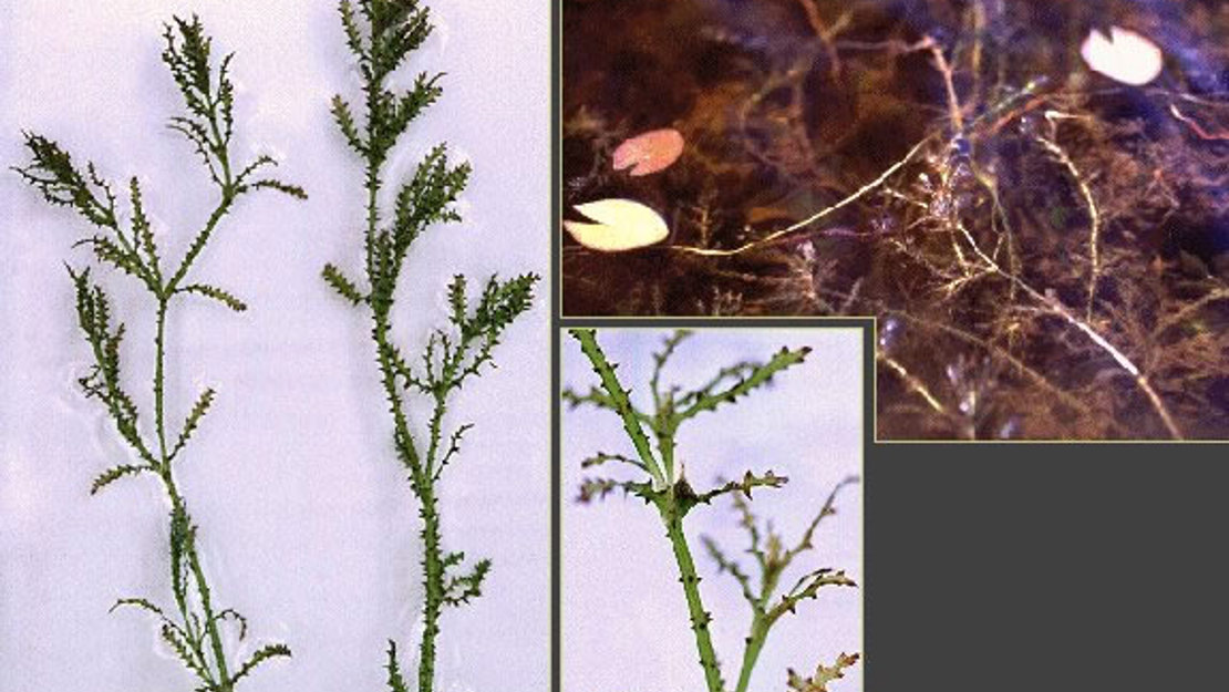 Close up of sawtooth stems and submerged in waterway