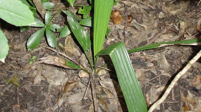 Phoenix palm sprouting from the ground.