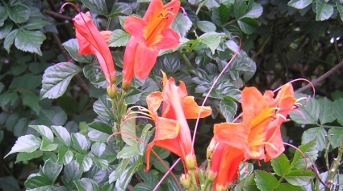 Cape honeysuckle with orange flowers at the tip.