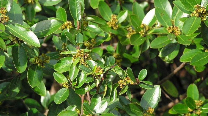 Rhamnus tree.