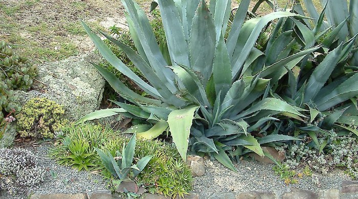 A photo showing green, sharply toothed Century Plant.
