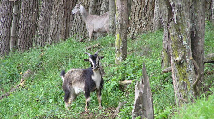 Two goats in a copse of trees.