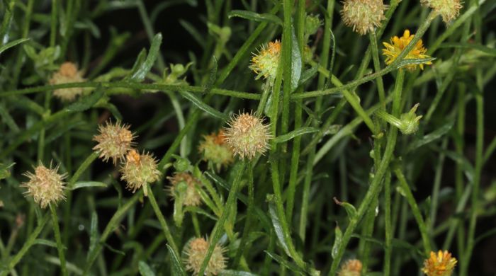 Bur daisy growing unchecked.