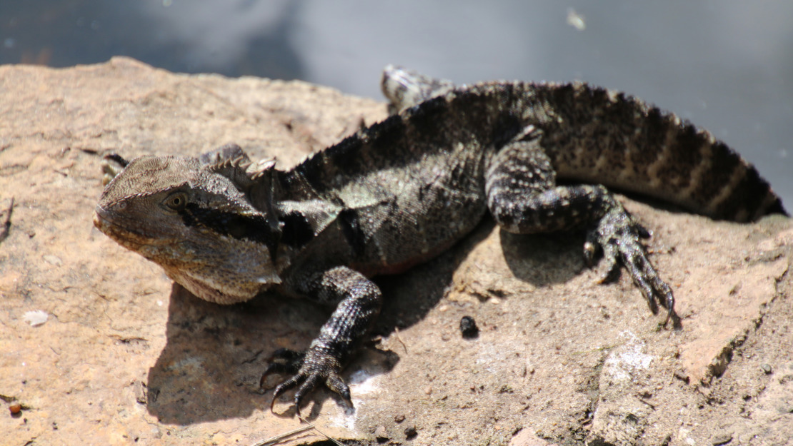 An eastern water dragon with a spiny ridge along its back resting on a rock.