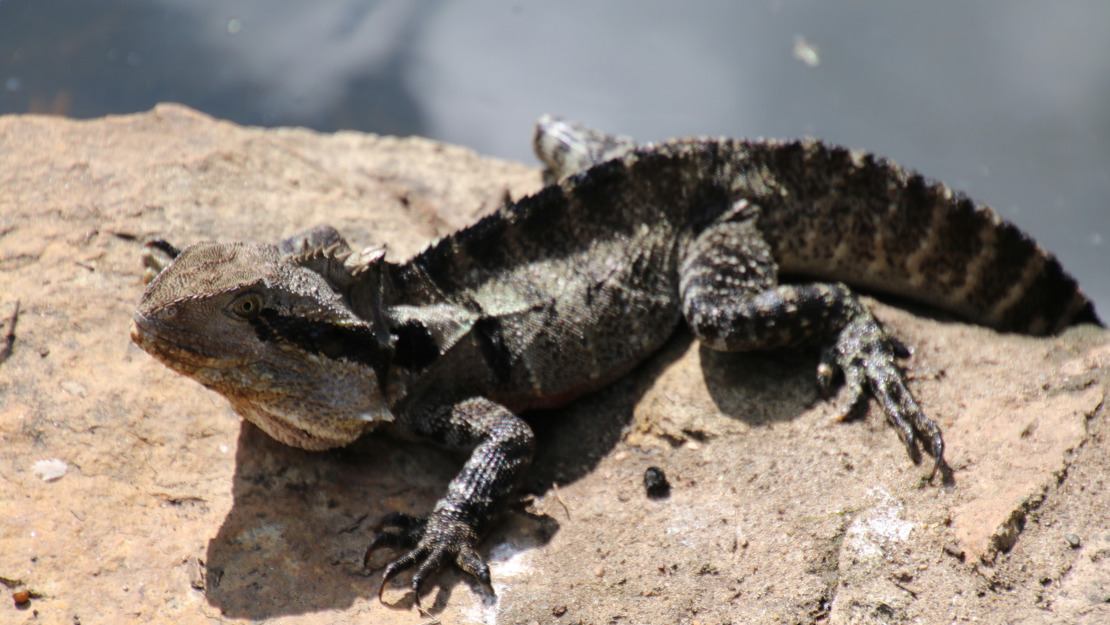 An eastern water dragon with a spiny ridge along its back resting on a rock.