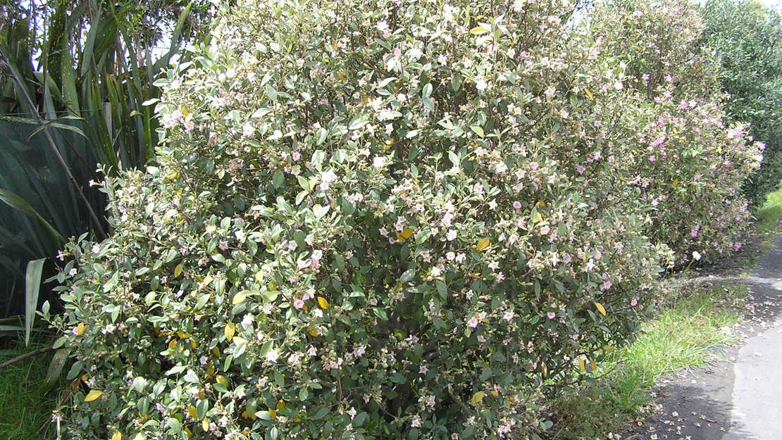 Norfolk Island Hibiscus shrub in flower on roadside.