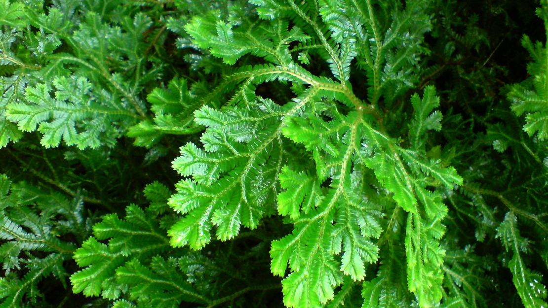 Close up of selaginella spp.