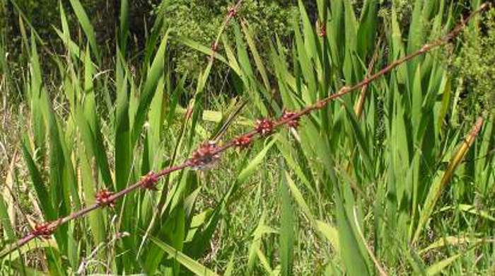 A stalk of bulbil watsonia flowers in the forefront with the bushes towards the back.