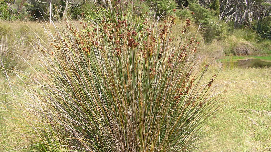 A large bush of sharp rush.