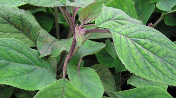 Bartlettina with new leaves.