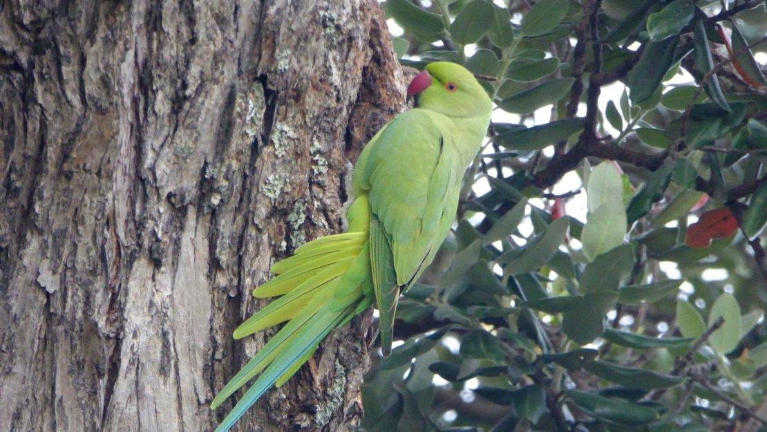 An Indian ringneck parakeet with green feathers and a red beak.