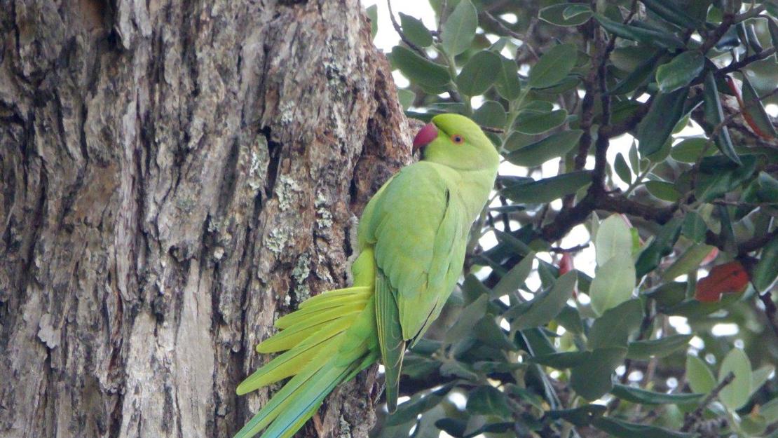 An Indian ringneck parakeet with green feathers and a red beak.