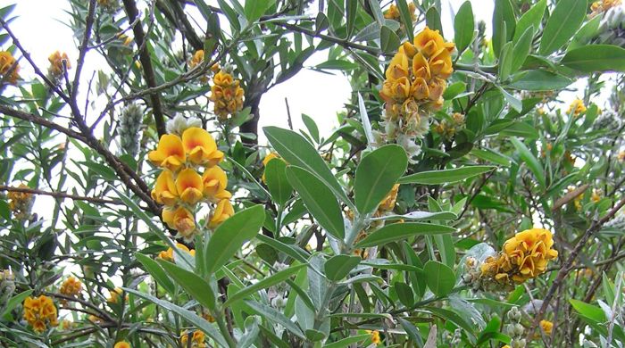 Oxylobium shrub with flowers.