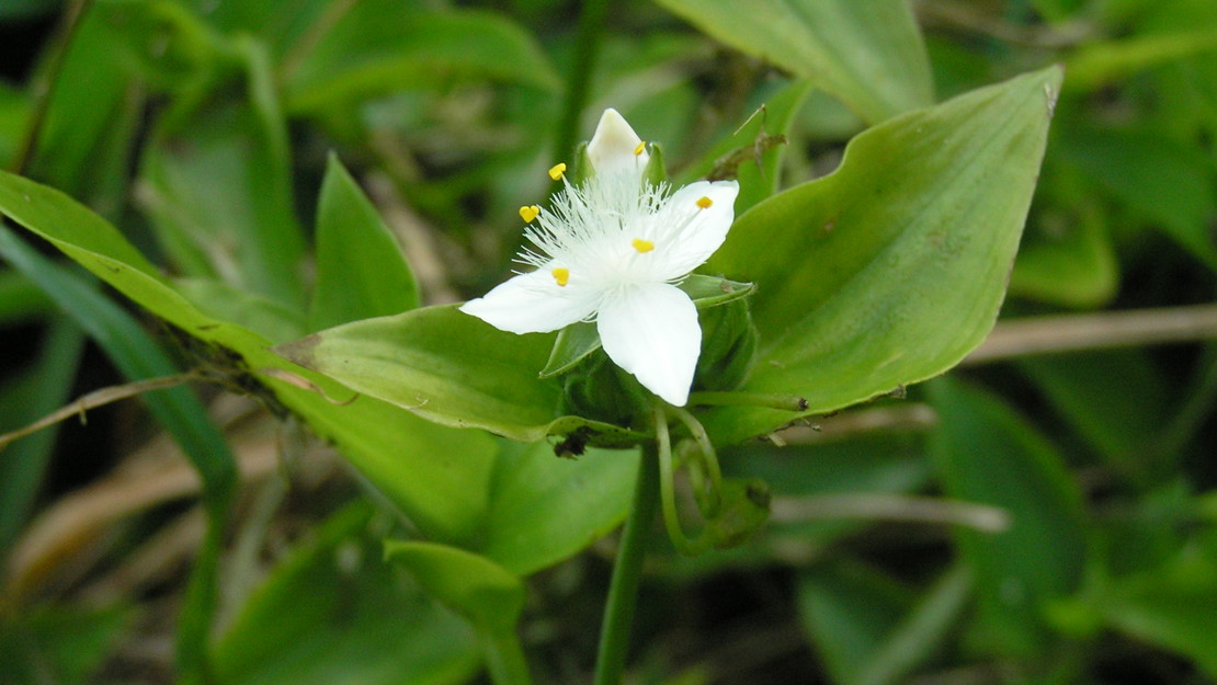 Tradescantia leaves with a single flower.