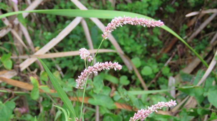 Close up of palm grass flowers.