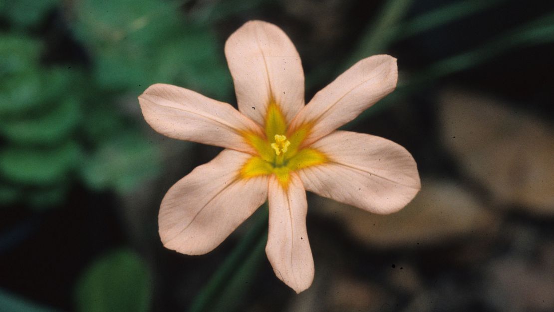 Close up of a single cape tulip flower with six petals.