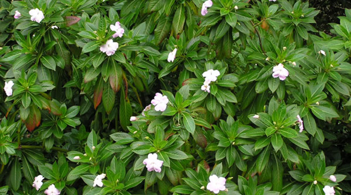 A mature shrub balsam specimen.