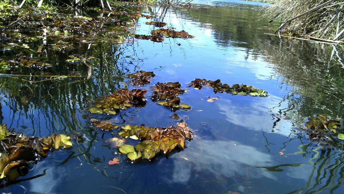 Salvinia growing in a lake.