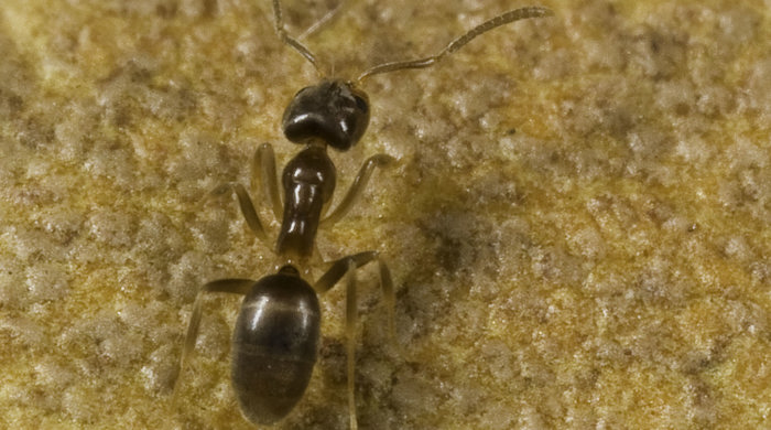 Darwin's ant from above on a mottled brown leaf.