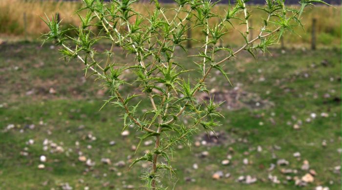 A saffron thistle growing tall in a field.