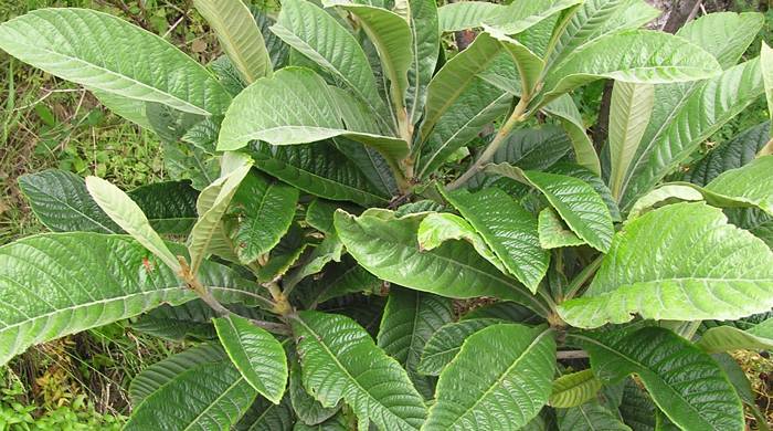 Young Loquat tree.