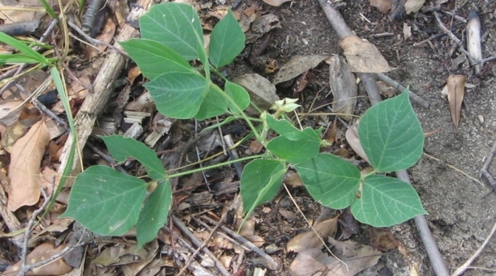 Kudzu Vine seedling.