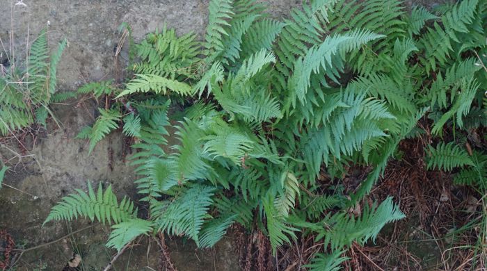 Male fern