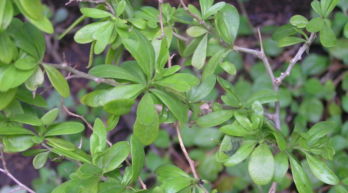 Boxthorn leaves gather in clusters on branches.