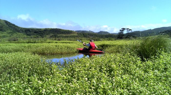 Kayaker in waterway full of alligator weed.