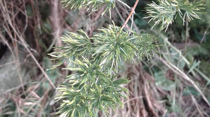 Close up of asparagus umbellatus with spiky narrow leaves at the end of branches.