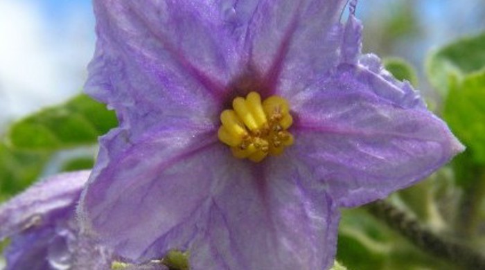 A five-petaled purple flower of the apple of Sodom.