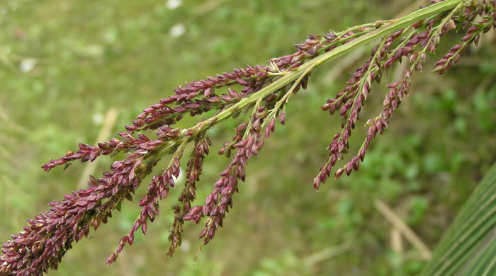 Close up of palm grass flowers.